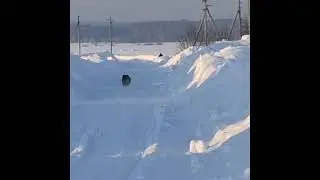 Кабаны в марийской деревне, зашли в гости, -30❄️мороза)))