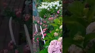 Мой сад - мое вдохновение! Сажайте цветочки! #цветы #моисадовыеромансы #дача#shorts