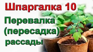 Правильная перевалка(пересадка) рассады. Шпаргалка №10