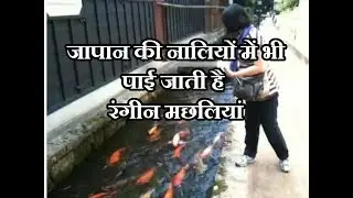 जापान की नालियों में रंगीन मछलियां// colurful fishes in drainage canal  japan