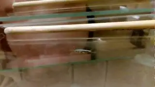 СТРАННОЕ СУЩЕСТВО, strange creature