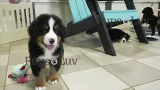 Take a tour of PupsLuv's beautiful Bichon, Cavalier, Havanese, and Bernese Mountain moms and dads.
