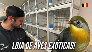 Visitando uma LOJA de AVES EXÓTICAS na BÉLGICA!