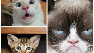 Funny cats videos||2020||Dont forget to like and subscribe|