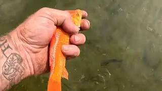 Buying the biggest goldfish at the bait shop! Can my pet bass eat it?