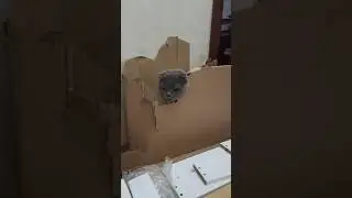 КОТ ТОШКА 🐈‍⬛ СОБИРАЕТ МЕБЕЛЬ ! ЗАБАВНЫЕ ЖИВОТНЫЕ