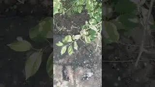 КОРМИТЕ ПТИЦ доя роста благосостояния и достатка