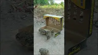 Good DIY Bird Trap Using Paper Box - Easy Quail Trap #shorts