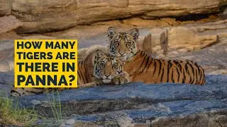 How many Tigers are there in Panna | Madhya Pradesh