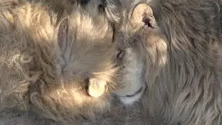 Что за белые пушистые комочки? Леон и Дейл, вместе как Инь и Янь!)