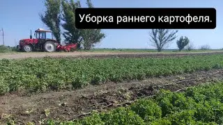 Уборка молодого картофеля.