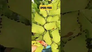 Spora 