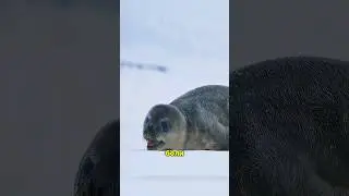 ❄️ Что случилось с маленьким тюленем после 7 дней ледяного плена? #shorts #viral