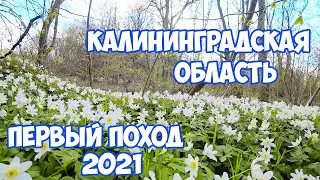 Первый поход в этом году. Дикие звери не давали спать. Калининградская область.