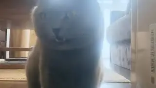 hungry cat eating 😋