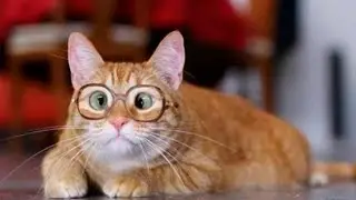 Funny animals - Funny cats and dogs - Funny animal videos 2023🤣