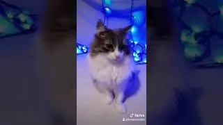кошка будит рано утром, что делать 
