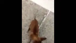 Video of adoptable pet named Lupe