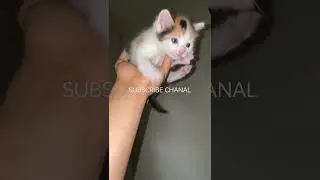 She is very tiny cute playfull sweet