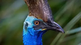 CASSOWARY SESİ (CASSOWARY SOUND)