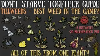 Don't Starve Together Guide: Tillweeds - Best Weed In The Game?!