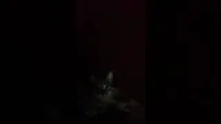 Кот