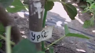 созривание инжира Браун туркэ   Коричневая индейка  или Коричневый турецкий