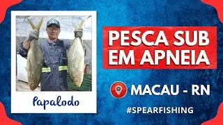 Pesca Submarina em Apneia - Várias Capturas #fishinglife  #fishingvideo #spearfishing