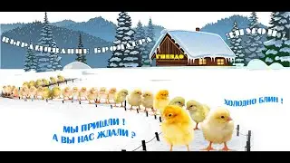 Зимнее выращивание бройлерных цыплят