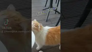 Гість в кафе.