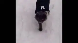 Кот Порш гуляет в лесу