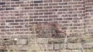 Bobcat Sighting on Timber Ridge & Lone Star Ranch Parkway in Frisco