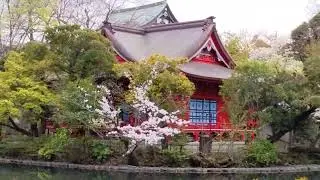Сезон Сакуры в Токио, Япония. Ханами / Sakura Season in Tokyo, Japan & Hanami