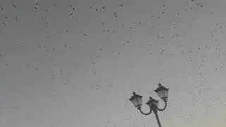 Рассвет. Птицы. (10.09.20)
