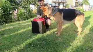 I Built Automatic Ball Launcher for dog!