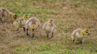 Furry Baby Birds Hatching Together 😍