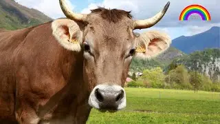 #cow | पग पग साथ निभाती गईया | #merigaiya | Pag Pag Saath NIbhati Gaiya | By Saptrang Poetry