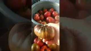 Первый урожай сортовых томатов 2021г