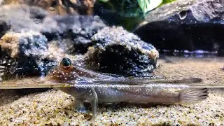 Don't be SCARED! Brackish Water Tanks and Mudskippers are EASY!