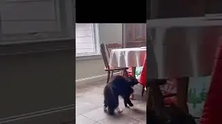 борзый кот