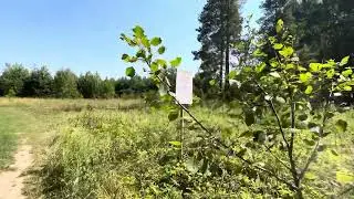 ASMR. Прогулка по лесу летом под шелест листвы