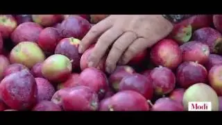 Modi Apple - Harvest Filming