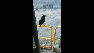 Ворон и печенька.