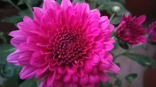 Violet  Hrysanthemums (mums) Fall Garden Flowers &Petals Background Video