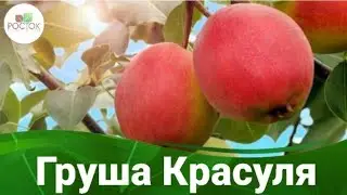 Груша Красуля от Питомника Росток! 🍐