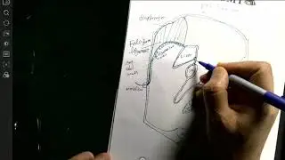 Introduction to Peritoneum