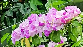 Sweet garlic concerto. #hknature #garlicvine #flowerlover #flowers #ガーリックバイン # 갈릭바인 #蒜香藤#香港大自然#大澳