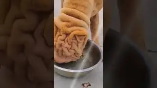 Cute dog eating#viralshorts #tendingviralshortvideo #1000kviews