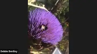 Gardening with Sue: A Short Recording of a Bee!