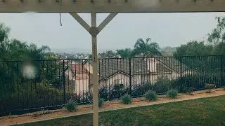 GARDEN ON A RAINY MORNING 🌧 (FREE FOOTAGE)